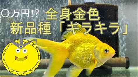 金色金魚|ゴールデンスライムみたいな琉金！？全身金色の超高。